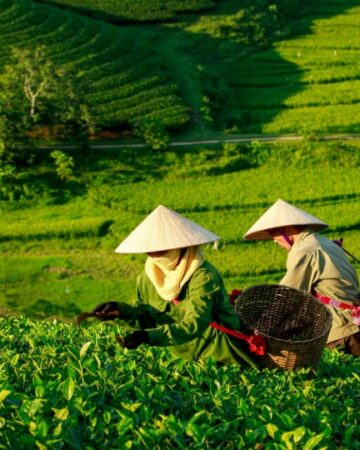 Ancient Tea Odyssey 